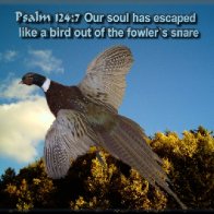 Pleasant Escaped 600