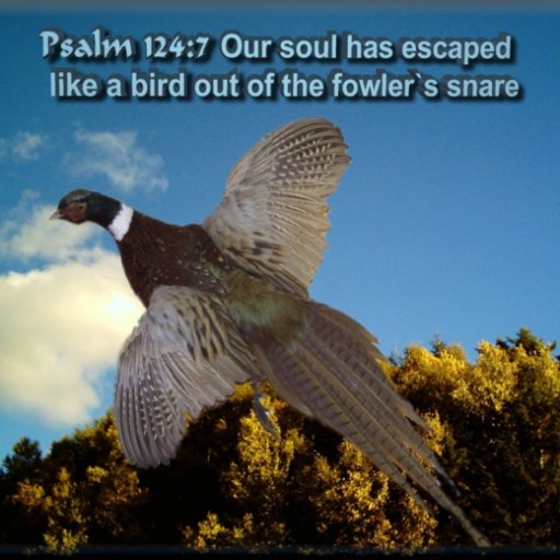 Pleasant Escaped 600