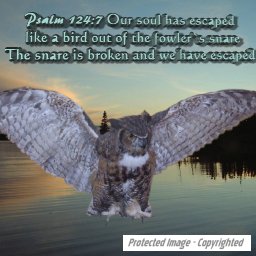 Owl Escaped.jpg