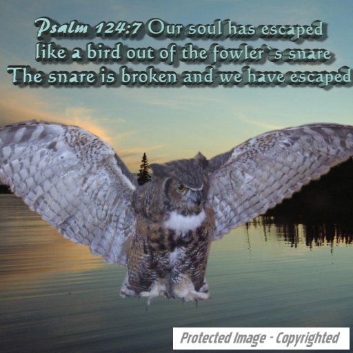 Owl Escaped