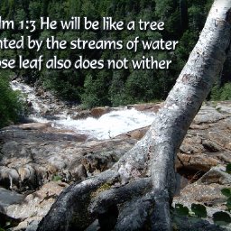 River Tree Frame.jpg