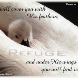 psalm91_4.jpg