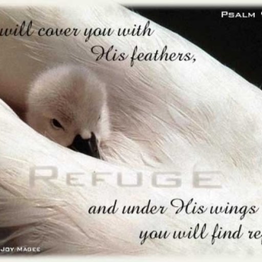 psalm91_4
