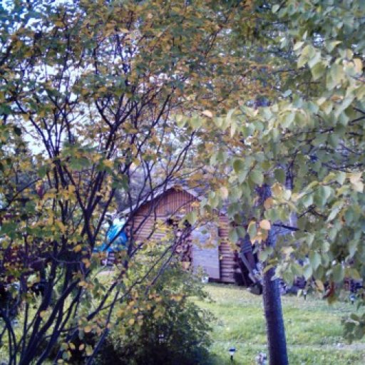 Cabin in the Trees