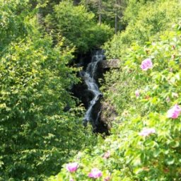 Roses & Falls.JPG.jpg