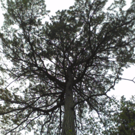 p_00150.jpg.png