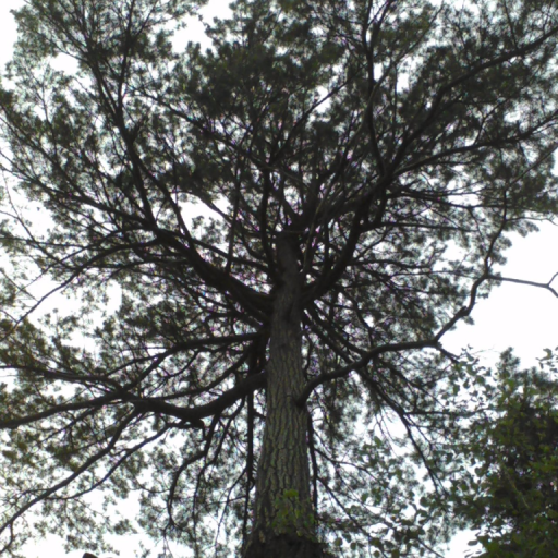 Cliff Tree