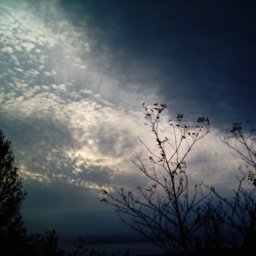 Trees of Darkness.JPG.jpg
