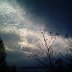 Trees of Darkness