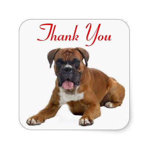 thank_you_boxer_puppy_dog_greeting_sticker-rd24f5f11fe8e4fd08b39c14ce67f60b7_v9wf3_8byvr_512