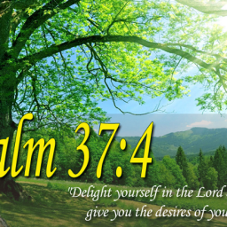 Delight-648x410.png
