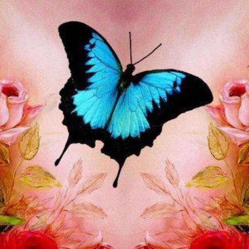butterfly_roses