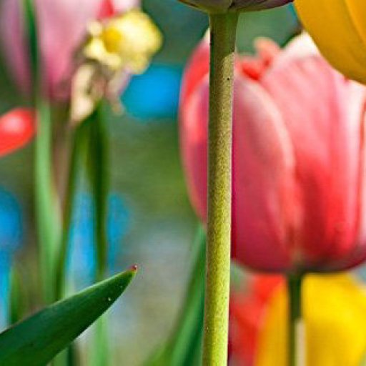 Colorful_tulip