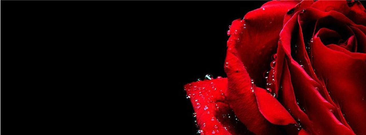 Lovely Red Rose Facebook Timeline Cover Photo Gallery Karen