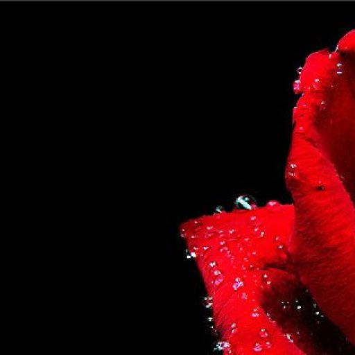 Lovely-Red-Rose-Facebook-Timeline-Cover-Photo