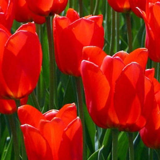 tulips-4469