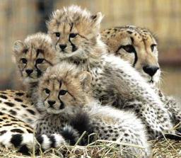 Footprints in the Animal Kingdom