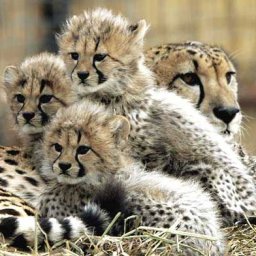 Footprints in the Animal Kingdom