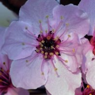 Sakura Reiki