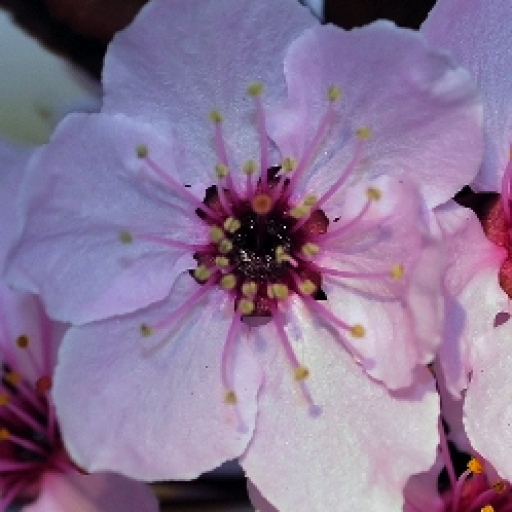 Sakura Reiki