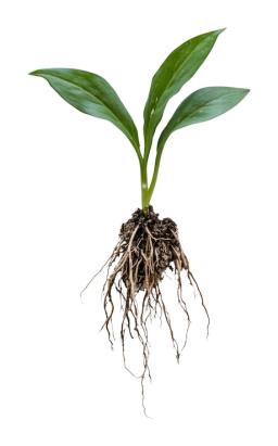 youngplantwithexposedrootssoilwhitebackground_538761393158.jpg