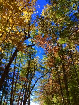 Reason For the Season