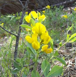 Peace Is In Our Nature