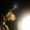 SONG IN THE NIGHT
