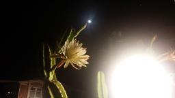 SONG IN THE NIGHT
