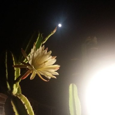 SONG IN THE NIGHT