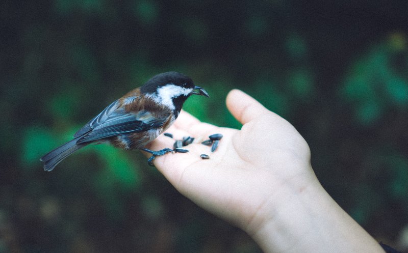 How Much Adoration Can A Human Give ( Key C)