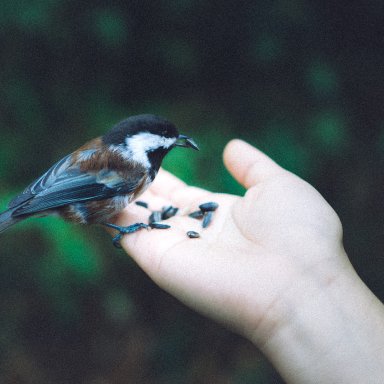 He Will Provide ( Key C)