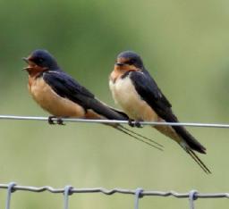 Grandma's Soda Biscuits