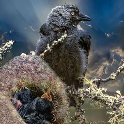 The Birds Will Tell You