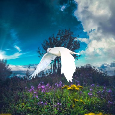 Comfort From Heaven