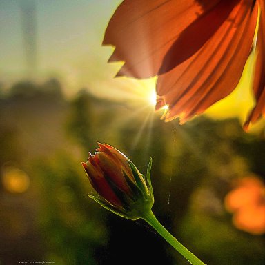 Waking Up The Morning