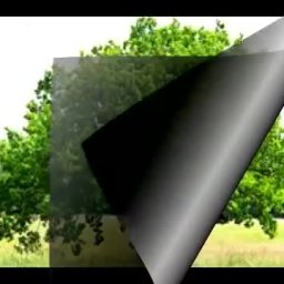 The Flower That Blooms