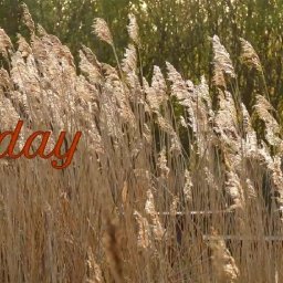 Pray Every Day LYRIC VIDEO