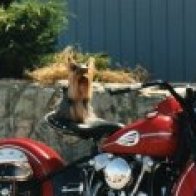 @deb-wickstrom (active)